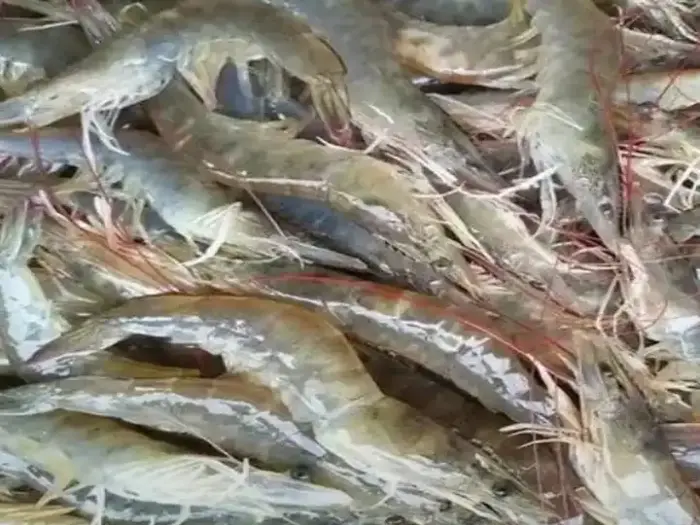 جمبري