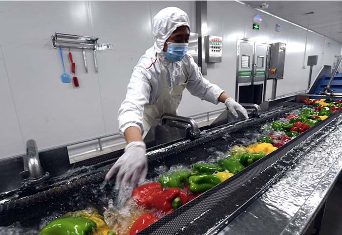 Modern fresh-cut vegetables processing machine